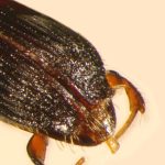 male | Image Author: TH Atkinson | Florida State Collection of Arthropods, Gainesville, Florida | Collection: University of Texas Insect Collection