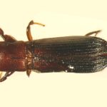 male | Image Author: TH Atkinson | Florida State Collection of Arthropods, Gainesville, Florida | Collection: University of Texas Insect Collection