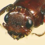 male | Image Author: TH Atkinson | Florida State Collection of Arthropods, Gainesville, Florida | Collection: University of Texas Insect Collection