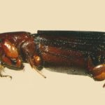 male | Image Author: TH Atkinson | Florida State Collection of Arthropods, Gainesville, Florida | Collection: University of Texas Insect Collection