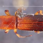 female | Image Author: TH Atkinson | Florida State Collection of Arthropods, Gainesville, Florida | Río Naranjo, 3 km S | Collection: default value if not specified / valor si no está especificado