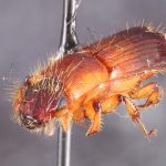 female | Image Author: TH Atkinson | Florida State Collection of Arthropods, Gainesville, Florida | Río Naranjo, 3 km S | Collection: default value if not specified / valor si no está especificado