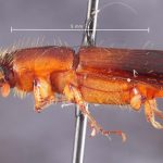 female | Image Author: TH Atkinson | Florida State Collection of Arthropods, Gainesville, Florida | Río Naranjo, 3 km S | Collection: default value if not specified / valor si no está especificado