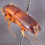 female | Image Author: TH Atkinson | Florida State Collection of Arthropods, Gainesville, Florida | Río Naranjo, 3 km S | Collection: default value if not specified / valor si no está especificado