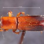 male | Image Author: TH Atkinson | Florida State Collection of Arthropods, Gainesville, Florida | Río Naranjo, 3 km S | Collection: default value if not specified / valor si no está especificado