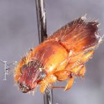 male | Image Author: TH Atkinson | Florida State Collection of Arthropods, Gainesville, Florida | Río Naranjo, 3 km S | Collection: default value if not specified / valor si no está especificado