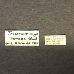 male | Image Author: TH Atkinson | Florida State Collection of Arthropods, Gainesville, Florida | Río Naranjo, 3 km S | Collection: default value if not specified / valor si no está especificado