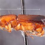 male | Image Author: TH Atkinson | Florida State Collection of Arthropods, Gainesville, Florida | Río Naranjo, 3 km S | Collection: default value if not specified / valor si no está especificado
