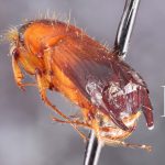 male | Image Author: TH Atkinson | Florida State Collection of Arthropods, Gainesville, Florida | Río Naranjo, 3 km S | Collection: default value if not specified / valor si no está especificado