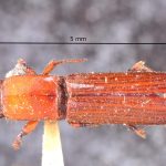 male | Image Author: TH Atkinson | Florida State Collection of Arthropods, Gainesville, Florida | holotype Tesserocerus fronteproductus Schedl | holotype | Brazil (country / region) | Collection: Naturhistorisches Museum Wien