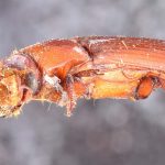 male | Image Author: TH Atkinson | Florida State Collection of Arthropods, Gainesville, Florida | holotype Tesserocerus fronteproductus Schedl | holotype | Brazil (country / region) | Collection: Naturhistorisches Museum Wien