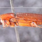 male | Image Author: TH Atkinson | Florida State Collection of Arthropods, Gainesville, Florida | holotype Tesserocerus fronteproductus Schedl | holotype | Brazil (country / region) | Collection: Naturhistorisches Museum Wien