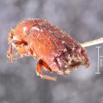 male | Image Author: TH Atkinson | Florida State Collection of Arthropods, Gainesville, Florida | holotype Tesserocerus fronteproductus Schedl | holotype | Brazil (country / region) | Collection: Naturhistorisches Museum Wien