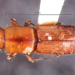 female | Image Author: TH Atkinson | Florida State Collection of Arthropods, Gainesville, Florida | Santa Rosa | Collection: Canadian National Collection of Insects, Arachnids and Nematodes