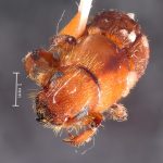 female | Image Author: TH Atkinson | Florida State Collection of Arthropods, Gainesville, Florida | Santa Rosa | Collection: Canadian National Collection of Insects, Arachnids and Nematodes