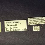 female | Image Author: TH Atkinson | Florida State Collection of Arthropods, Gainesville, Florida | Santa Rosa | Collection: Canadian National Collection of Insects, Arachnids and Nematodes