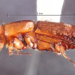 female | Image Author: TH Atkinson | Florida State Collection of Arthropods, Gainesville, Florida | Santa Rosa | Collection: Canadian National Collection of Insects, Arachnids and Nematodes