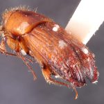 female | Image Author: TH Atkinson | Florida State Collection of Arthropods, Gainesville, Florida | Santa Rosa | Collection: Canadian National Collection of Insects, Arachnids and Nematodes
