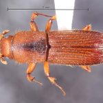 female | Image Author: TH Atkinson | Florida State Collection of Arthropods, Gainesville, Florida | Teniente Lopez, 1.5 km N | Collection: default value if not specified / valor si no está especificado