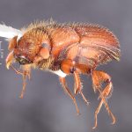 female | Image Author: TH Atkinson | Florida State Collection of Arthropods, Gainesville, Florida | Teniente Lopez, 1.5 km N | Collection: default value if not specified / valor si no está especificado