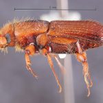 female | Image Author: TH Atkinson | Florida State Collection of Arthropods, Gainesville, Florida | Teniente Lopez, 1.5 km N | Collection: default value if not specified / valor si no está especificado