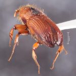 female | Image Author: TH Atkinson | Florida State Collection of Arthropods, Gainesville, Florida | Teniente Lopez, 1.5 km N | Collection: default value if not specified / valor si no está especificado