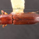 female | Image Author: TH Atkinson | Florida State Collection of Arthropods, Gainesville, Florida | Sto. Domingo Ocotitlan | Collection: Centro de Entomología y Acarología