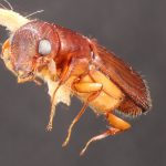 female | Image Author: TH Atkinson | Florida State Collection of Arthropods, Gainesville, Florida | Sto. Domingo Ocotitlan | Collection: Centro de Entomología y Acarología