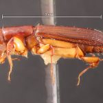 female | Image Author: TH Atkinson | Florida State Collection of Arthropods, Gainesville, Florida | Sto. Domingo Ocotitlan | Collection: Centro de Entomología y Acarología