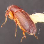 female | Image Author: TH Atkinson | Florida State Collection of Arthropods, Gainesville, Florida | Sto. Domingo Ocotitlan | Collection: Centro de Entomología y Acarología