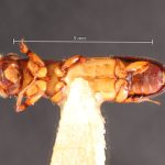 female | Image Author: TH Atkinson | Florida State Collection of Arthropods, Gainesville, Florida | Sto. Domingo Ocotitlan | Collection: Centro de Entomología y Acarología