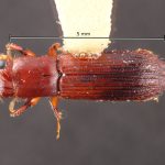 male | Image Author: TH Atkinson | Florida State Collection of Arthropods, Gainesville, Florida | Sto. Domingo Ocotitlan | Collection: Centro de Entomología y Acarología