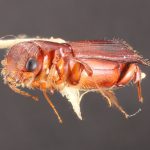 male | Image Author: TH Atkinson | Florida State Collection of Arthropods, Gainesville, Florida | Sto. Domingo Ocotitlan | Collection: Centro de Entomología y Acarología