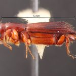 male | Image Author: TH Atkinson | Florida State Collection of Arthropods, Gainesville, Florida | Sto. Domingo Ocotitlan | Collection: Centro de Entomología y Acarología