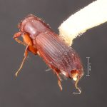 male | Image Author: TH Atkinson | Florida State Collection of Arthropods, Gainesville, Florida | Sto. Domingo Ocotitlan | Collection: Centro de Entomología y Acarología