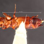 male | Image Author: TH Atkinson | Florida State Collection of Arthropods, Gainesville, Florida | Sto. Domingo Ocotitlan | Collection: Centro de Entomología y Acarología