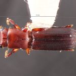 male | Image Author: TH Atkinson | Florida State Collection of Arthropods, Gainesville, Florida | Mexicapa | Collection: University of Texas Insect Collection