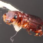 male | Image Author: TH Atkinson | Florida State Collection of Arthropods, Gainesville, Florida | Mexicapa | Collection: University of Texas Insect Collection