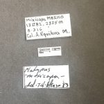 male | Image Author: TH Atkinson | Florida State Collection of Arthropods, Gainesville, Florida | Mexicapa | Collection: University of Texas Insect Collection