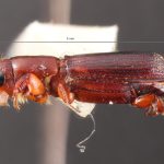 male | Image Author: TH Atkinson | Florida State Collection of Arthropods, Gainesville, Florida | Mexicapa | Collection: University of Texas Insect Collection
