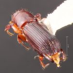male | Image Author: TH Atkinson | Florida State Collection of Arthropods, Gainesville, Florida | Mexicapa | Collection: University of Texas Insect Collection
