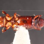 male | Image Author: TH Atkinson | Florida State Collection of Arthropods, Gainesville, Florida | Mexicapa | Collection: University of Texas Insect Collection