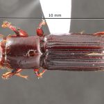male | Image Author: TH Atkinson | Florida State Collection of Arthropods, Gainesville, Florida | Santa Clara | Collection: Arthropod research Collection