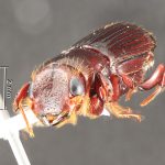 male | Image Author: TH Atkinson | Florida State Collection of Arthropods, Gainesville, Florida | Santa Clara | Collection: Arthropod research Collection