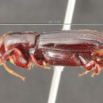male | Image Author: TH Atkinson | Florida State Collection of Arthropods, Gainesville, Florida | Santa Clara | Collection: Arthropod research Collection