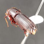 male | Image Author: TH Atkinson | Florida State Collection of Arthropods, Gainesville, Florida | Santa Clara | Collection: Arthropod research Collection