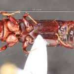 male | Image Author: TH Atkinson | Florida State Collection of Arthropods, Gainesville, Florida | Santa Clara | Collection: Arthropod research Collection