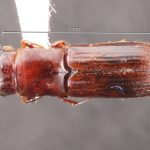 female | Image Author: TH Atkinson | Florida State Collection of Arthropods, Gainesville, Florida | Parque Nal. La Muralla | Collection: University of Texas Insect Collection