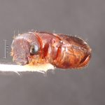 female | Image Author: TH Atkinson | Florida State Collection of Arthropods, Gainesville, Florida | Parque Nal. La Muralla | Collection: University of Texas Insect Collection
