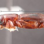 female | Image Author: TH Atkinson | Florida State Collection of Arthropods, Gainesville, Florida | Parque Nal. La Muralla | Collection: University of Texas Insect Collection